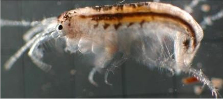 Amphipoda: bioindicador da qualidade dos sedimentos